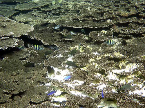 サンゴに集まる綺麗な魚