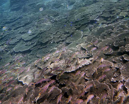 サンゴに集まる魚もたくさん見られ