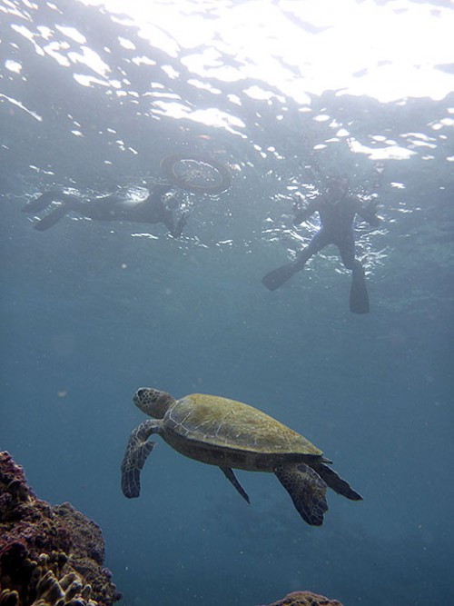 底土の海でたくさんウミガメ見られたり