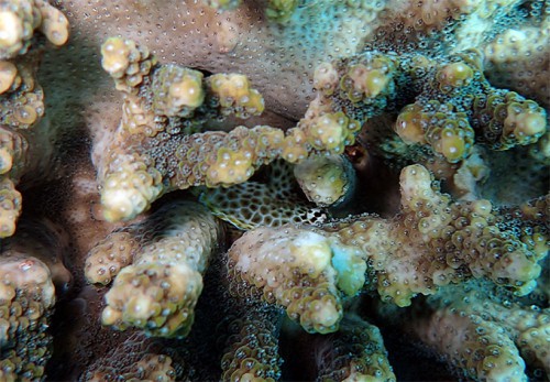 サンゴに隠れるセダカギンポ
