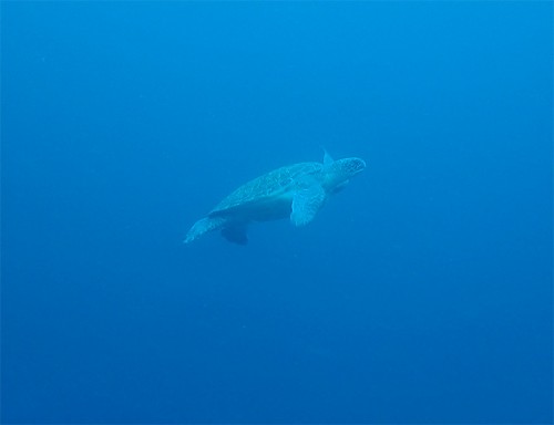 アオウミガメ