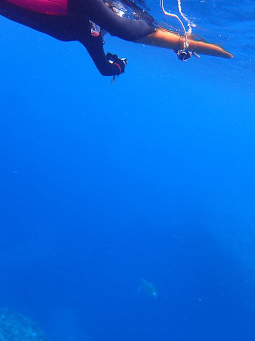 遠くを泳ぐアオウミガメ