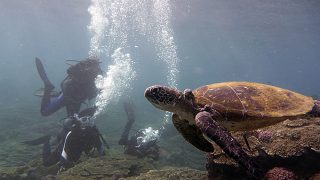 日差しも強く暑くもあった八丈島、うねりはあるが底土で体験ダイビング