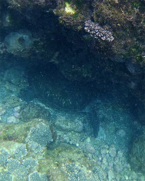 岩陰で休憩していたアオウミガメ