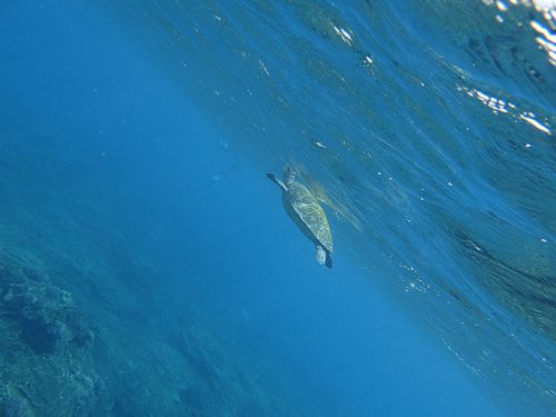 水面付近に呼吸しに上がってきてたアオウミガメ