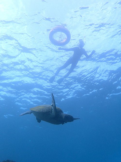 ウミガメと一緒に八重根の海でシュノーケリング