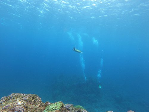 ダイバーの上を泳いで通るアオウミガメ
