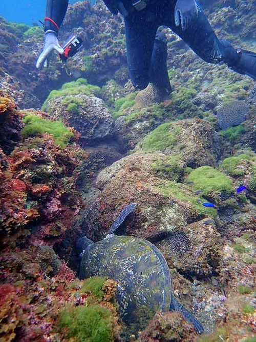 岩の隙間で休憩中のアオウミガメ