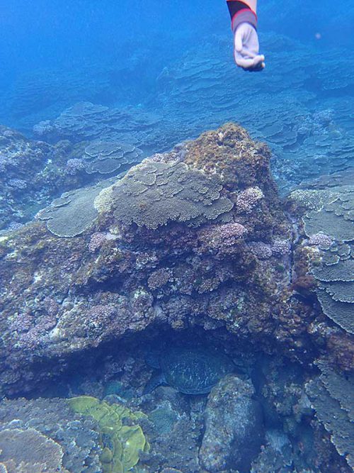 岩陰で休憩中のアオウミガメ