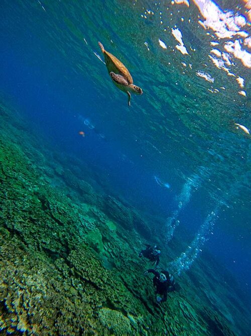 水面近くでのんびりしていたアオウミガメ