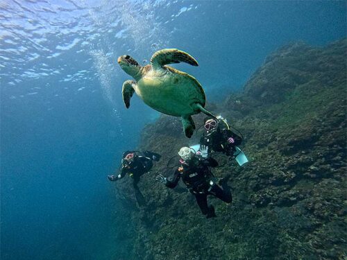 道中ウミガメちらほら見かけ