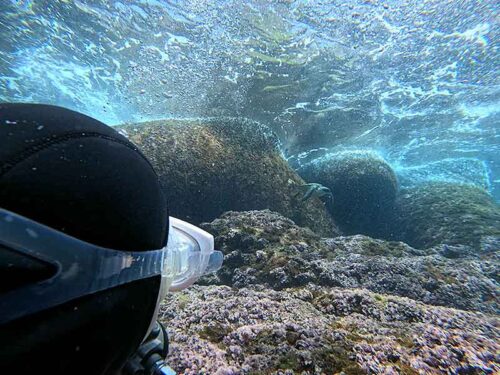 波打ち際で海藻食べてた小さいアオウミガメ