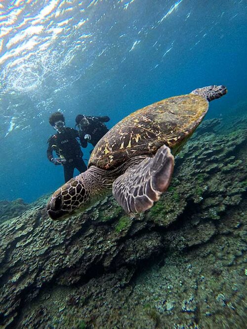 泳ぐウミガメ見てみたり