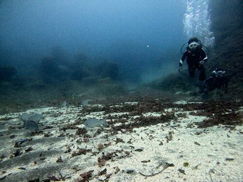 砂地のところにイスズミ達が集まってたり