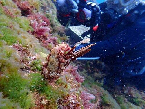 カイメンにミカドウミウシついていたり