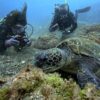 少し雲ある八丈島、概ね落ち着いていた八重根で【体験ダイビング】