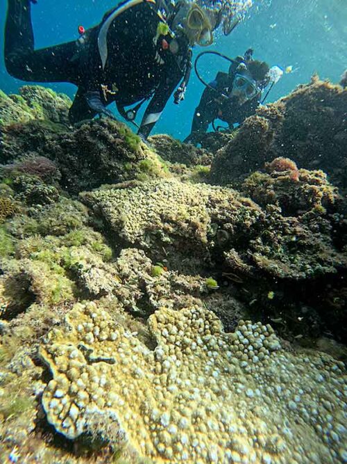 岩陰にはコガシラベラとか集まってたり