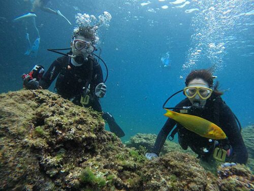 ヤマブキベラとか見ながら海に慣れていき