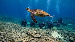 風は弱まる八丈島、少しうねりはあるが底土で【体験ダイビング】