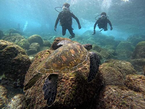 浅場でウミガメ見てから上がり