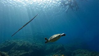 風は吹いてた八丈島、概ね落ち着いていた八重根で【シュノーケリング】