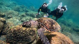 風は弱まる八丈島、穏やかな八重根で【体験ダイビング】