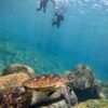 青空続く八丈島、概ね落ち着いていた八重根で【シュノーケリング】