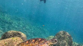 青空続く八丈島、概ね落ち着いていた八重根で【シュノーケリング】