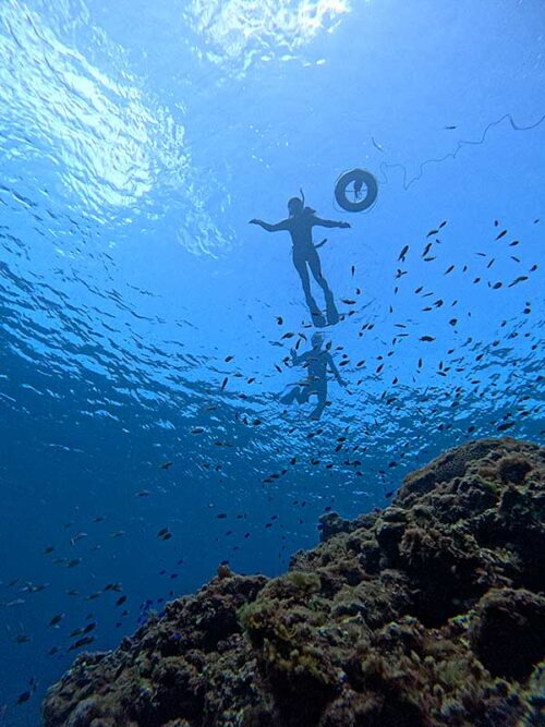 上から色々魚も見たり