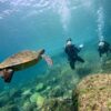 強い日差しの八丈島、時折うねりもあるが八重根で【体験ダイビング】