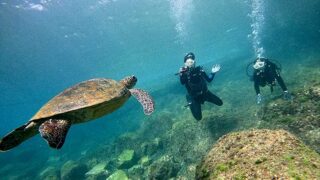 強い日差しの八丈島、時折うねりもあるが八重根で【体験ダイビング】