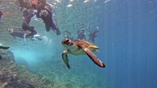 暑さは続く八丈島、概ね落ち着いていた八重根で【シュノーケリング】