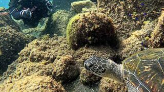 少し風吹く八丈島、若干うねりはあるが八重根で【体験ダイビング】