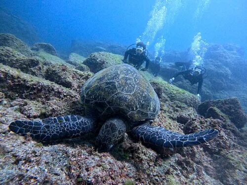 水底近くで海藻食べてたアオウミガメ