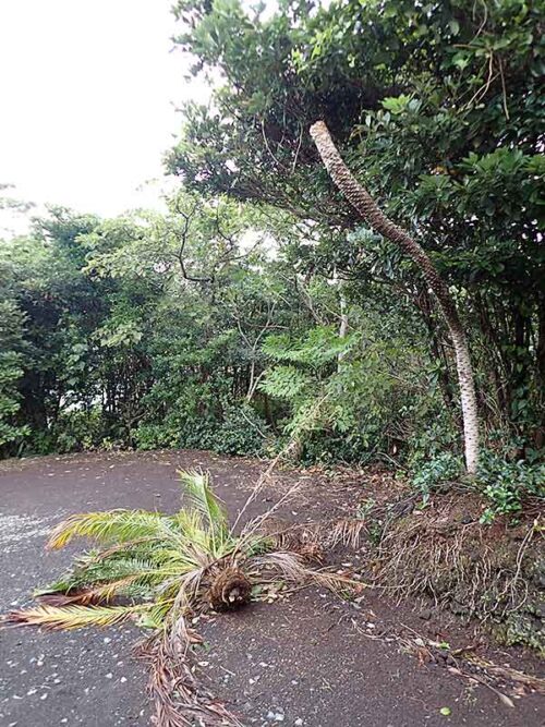 ロべがぽっきり折れていて