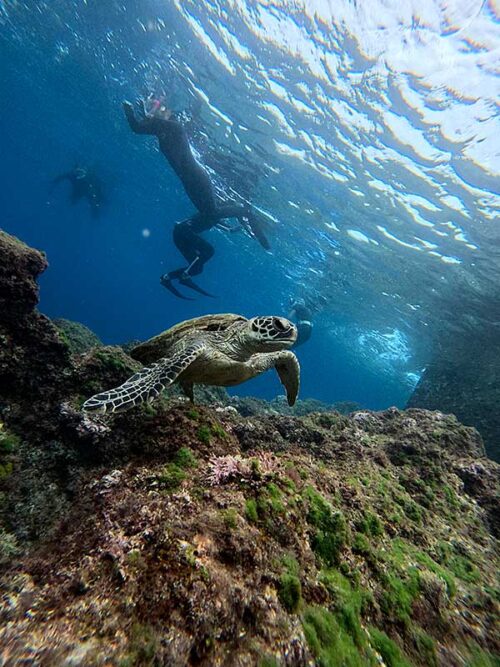 浅場に戻るとウミガメいたり