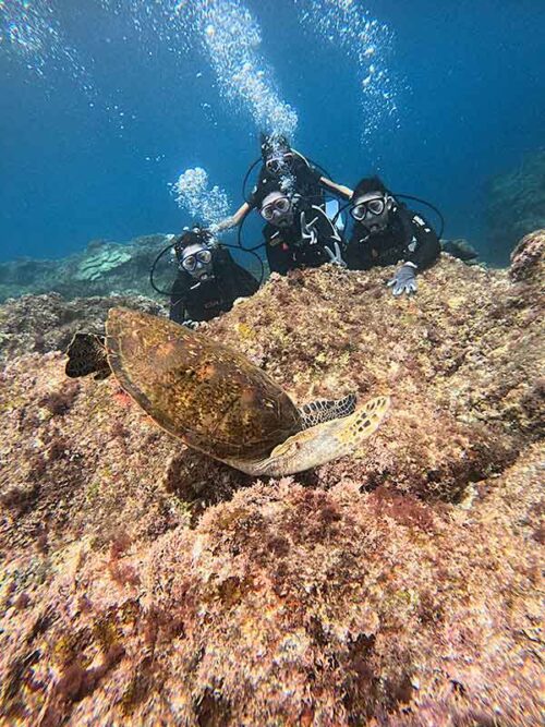 浅場で海藻食べてたアオウミガメ