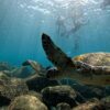 青空広がる八丈島、うねりはあるが八重根で【シュノーケリング】