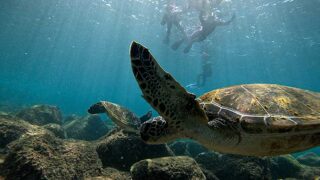 青空広がる八丈島、うねりはあるが八重根で【シュノーケリング】