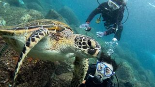 風は弱まる八丈島、うねりはあるが八重根で【体験ダイビング】