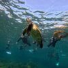 青空広がる八丈島、若干パシャつく八重根で【シュノーケリング】