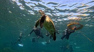 青空広がる八丈島、若干パシャつく八重根で【シュノーケリング】