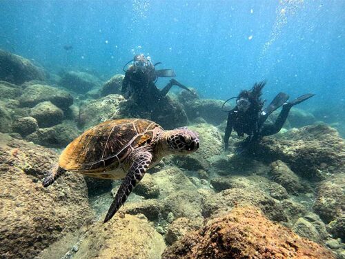 浅場に戻るとウミガメ見かけ