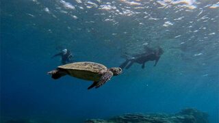 青空続く八丈島、概ね落ち着いていた底土で【シュノーケリング】