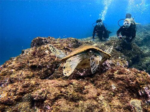 海藻食べてたアオウミガメ