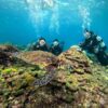 青空見えてた八丈島、うねりはあるが底土で【体験ダイビング】