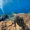 風は弱まる八丈島、うねりはあるが底土で【体験ダイビング】