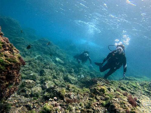 魚も見ながらのんびり泳いで戻り