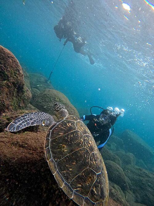 浅いとこにいたウミガメ見に行って