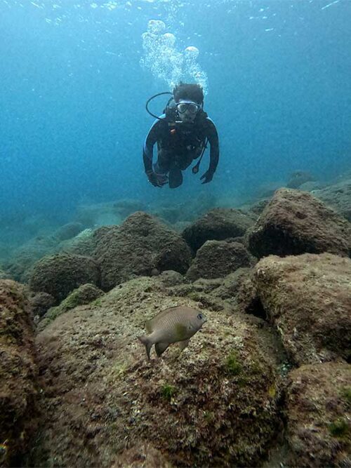 セダカスズメダイ見たり